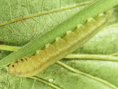 Eutomostethus gagathinus