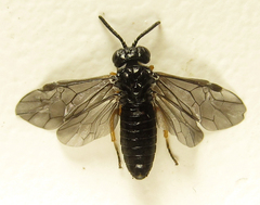 Eutomostethus gagathinus