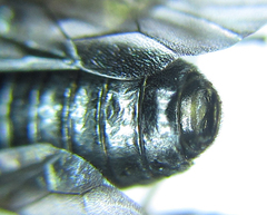 Eutomostethus gagathinus