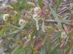 Eucalyptus odorata