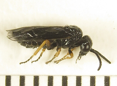 Eutomostethus gagathinus