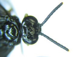 Eutomostethus gagathinus