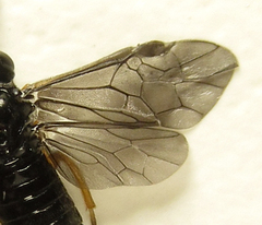 Eutomostethus gagathinus