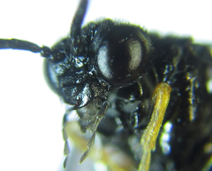 Eutomostethus gagathinus