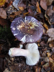 Russula macrocystidiata image