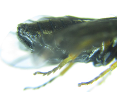 Eutomostethus gagathinus