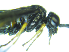 Eutomostethus gagathinus
