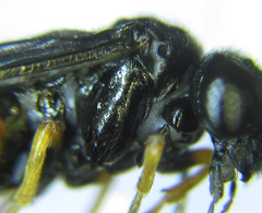 Eutomostethus gagathinus