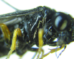 Eutomostethus gagathinus