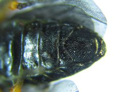 Eutomostethus gagathinus