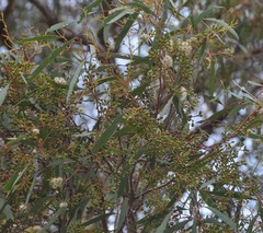 Eucalyptus odorata