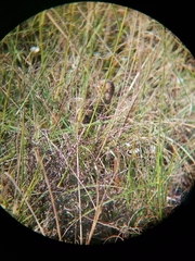 Turnix hottentottus