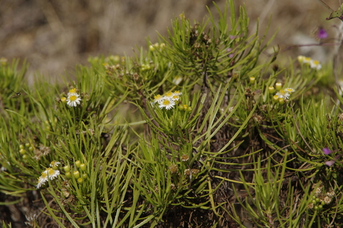Erigeron tenuifolius Hook.fil.