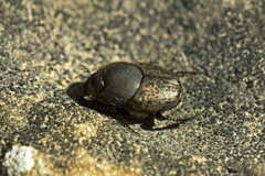 Onthophagus vacca