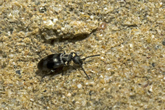 Microhoria