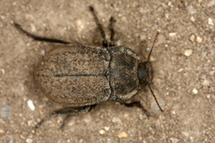 Asida sericea