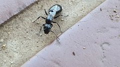 Camponotus werthi