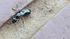 Camponotus werthi