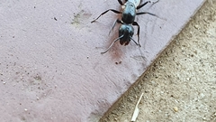 Camponotus werthi