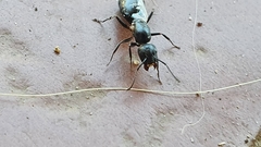 Camponotus werthi
