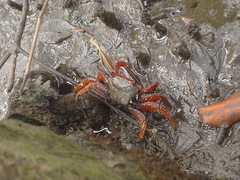 Goniopsis cruentata