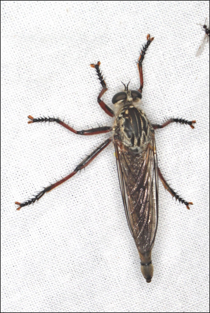 Dolopus rubrithorax