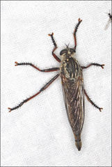 Dolopus rubrithorax