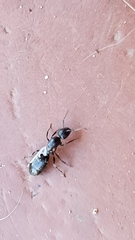 Camponotus werthi