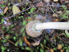 Cortinarius epiphaeus image