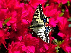 Papilio machaon hippocrates