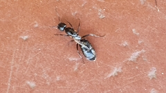 Camponotus werthi