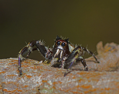 Sandalodes bipenicillatus