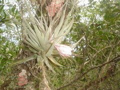 Tillandsia gardneri
