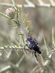 Aethiessa mesopotamica