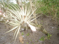 Tillandsia gardneri