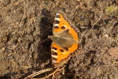 Aglais urticae