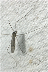 Antocha australiensis