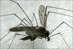 Antocha australiensis