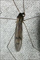 Antocha australiensis