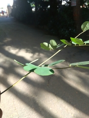 Adenanthera microsperma