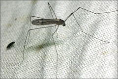 Antocha australiensis