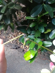 Adenanthera microsperma