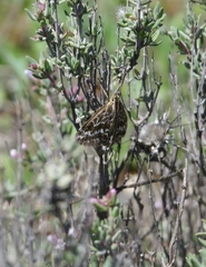 Evergestis frumentalis