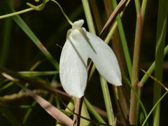 Utricularia leptoplectra