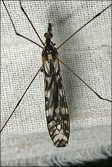 Ischnotoma eburnea
