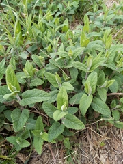 Teucrium scorodonia
