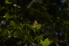 Hypocysta irius