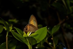 Hypocysta irius