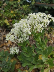 Lepidium draba