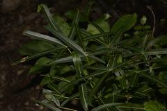 Brachychiton compactus
